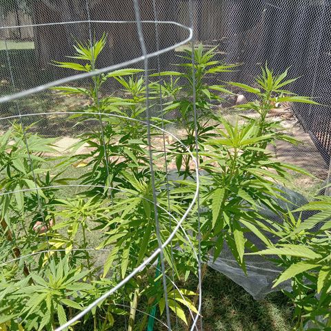 Doorman Lights #2 growlog timeline photo