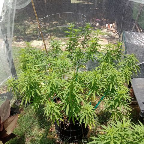 Doorman Lights #2 growlog timeline photo