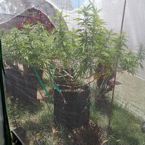 Doorman Lights #2 growlog timeline photo