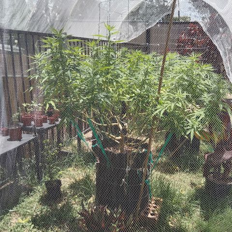 Doorman Lights #2 growlog timeline photo