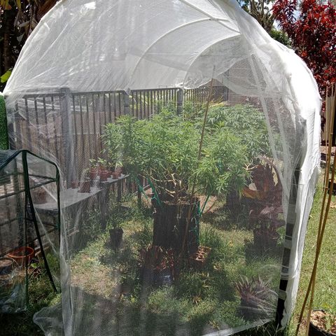 Doorman Lights #2 growlog timeline photo