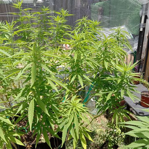 Doorman Lights #2 growlog timeline photo