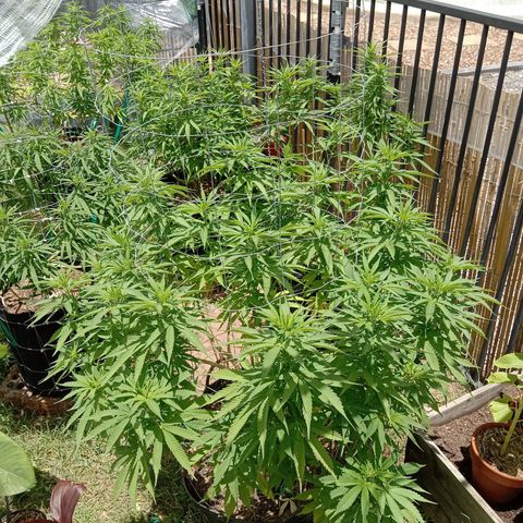 Doorman Lights #3 growlog timeline photo