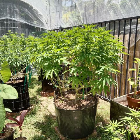 Doorman Lights #3 growlog timeline photo