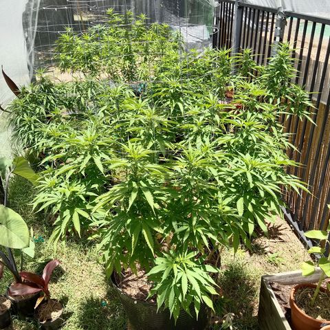 Doorman Lights #3 growlog timeline photo