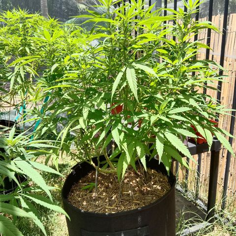 Doorman Lights #5 growlog timeline photo