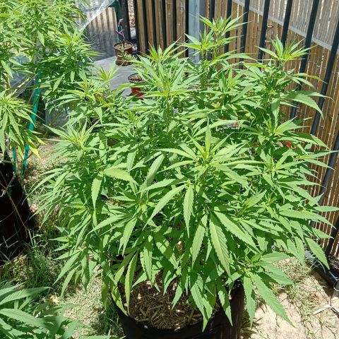 Doorman Lights #5 growlog timeline photo