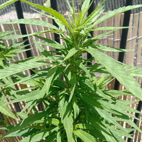 Dorman Lights #4 growlog timeline photo