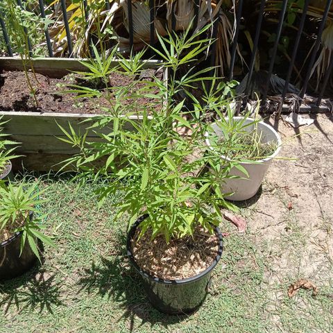 Shelly Strain #1 growlog timeline photo