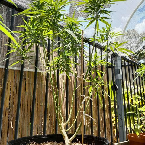 Dorman Lights #4 growlog timeline photo