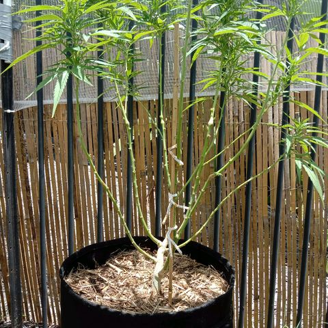Dorman Lights #4 growlog timeline photo