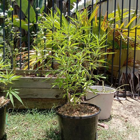 Shelly Strain #1 growlog timeline photo
