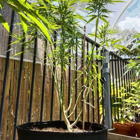 Dorman Lights #4 growlog timeline photo