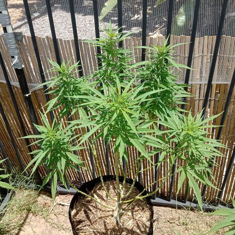 Dorman Lights #4 growlog timeline photo
