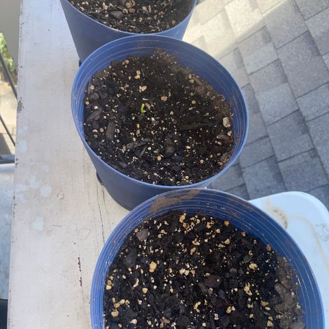 BB Rd 2 X3 growlog photo: Can see 2 of 3