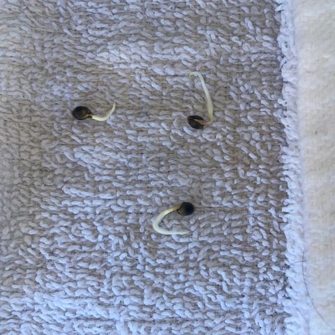 BB Rd 2 X3 growlog photo: Put in soil