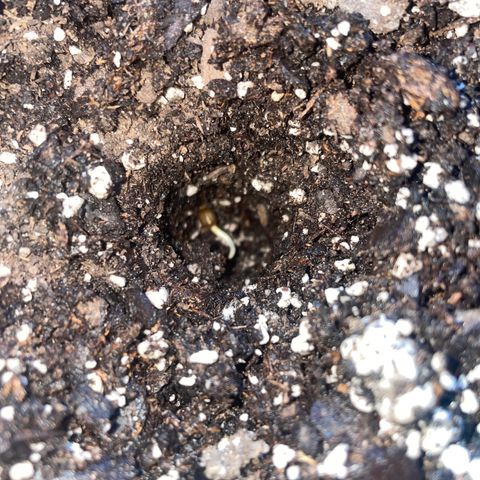 BB Rd 2 X3 growlog photo: Put in soil