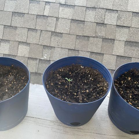 BB Rd 2 X3 growlog photo: All 3 looking healthy 