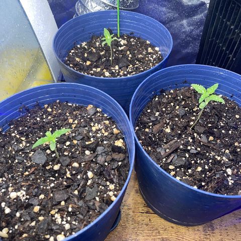 BB Rd 2 X3 growlog timeline photo