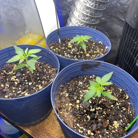 BB Rd 2 X3 growlog timeline photo