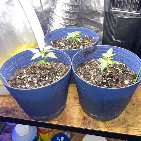 BB Rd 2 X3 growlog timeline photo