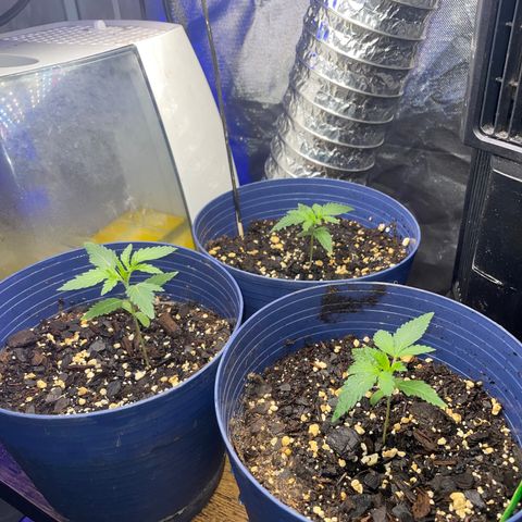 BB Rd 2 X3 growlog timeline photo