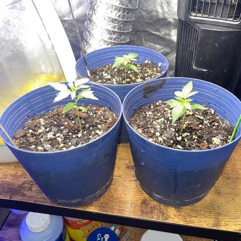 BB Rd 2 X3 growlog timeline photo