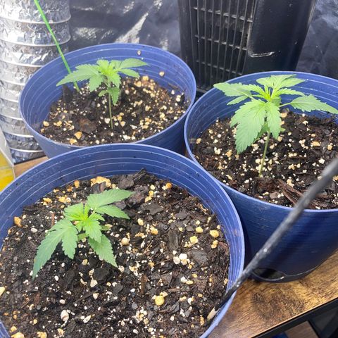 BB Rd 2 X3 growlog timeline photo