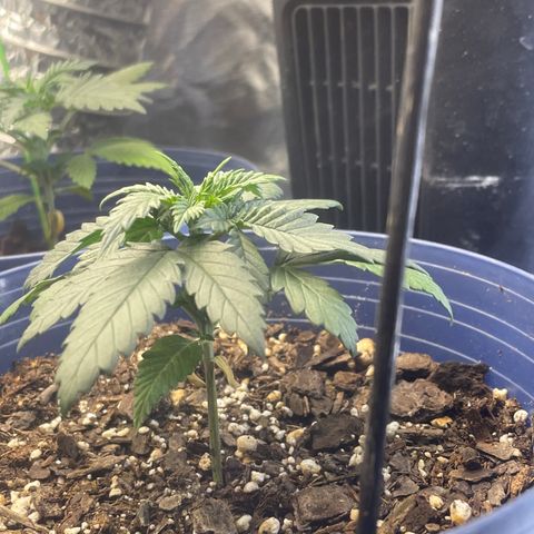 BB Rd 2 X3 growlog timeline photo