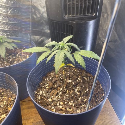 BB Rd 2 X3 growlog timeline photo