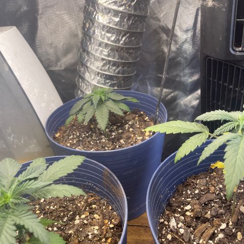 BB Rd 2 X3 growlog timeline photo