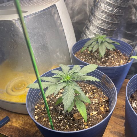BB Rd 2 X3 growlog timeline photo