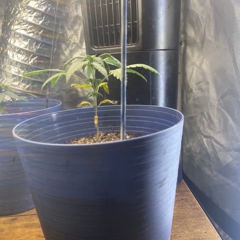BB Rd 2 X3 growlog timeline photo