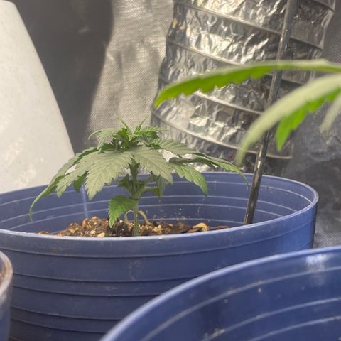BB Rd 2 X3 growlog timeline photo