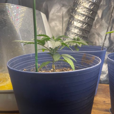 BB Rd 2 X3 growlog timeline photo