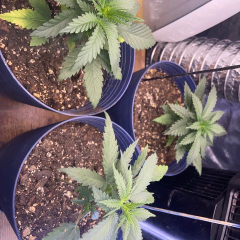 BB Rd 2 X3 growlog timeline photo