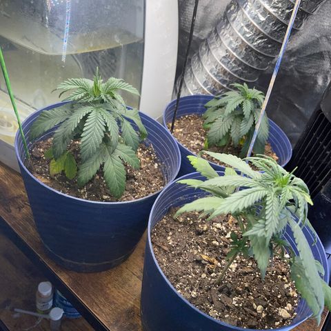 BB Rd 2 X3 growlog timeline photo