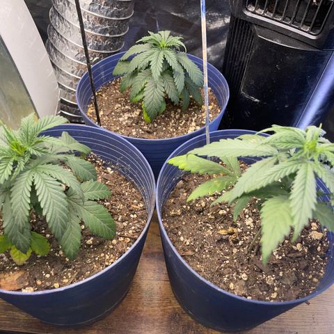 BB Rd 2 X3 growlog timeline photo