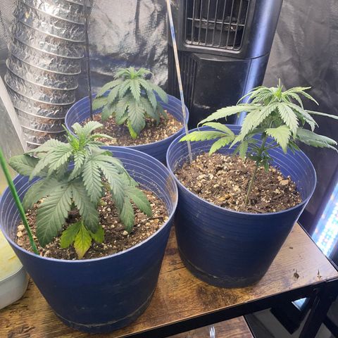 BB Rd 2 X3 growlog timeline photo
