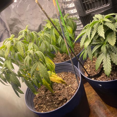 BB Rd 2 X3 growlog timeline photo