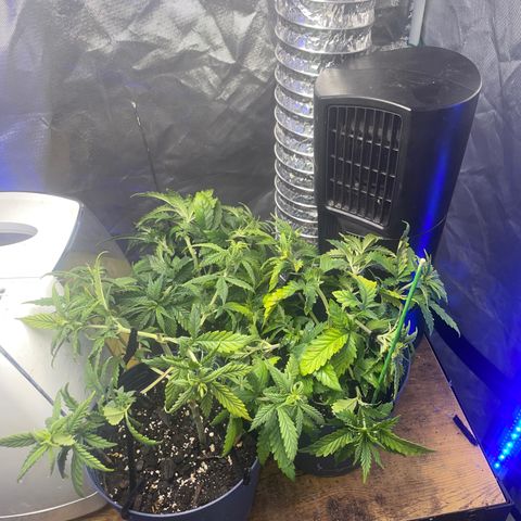 BB Rd 2 X3 growlog timeline photo