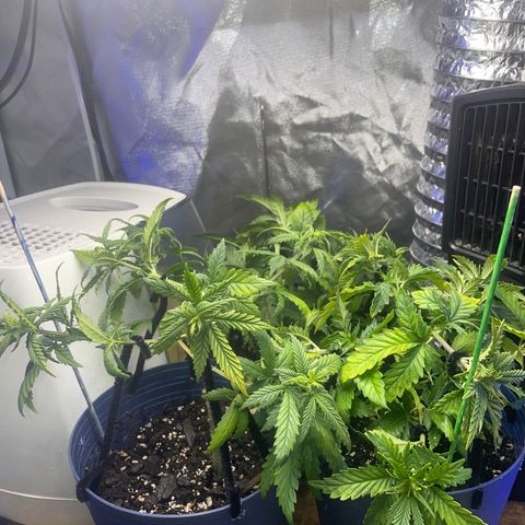 BB Rd 2 X3 growlog timeline photo