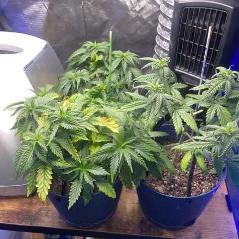 BB Rd 2 X3 growlog timeline photo