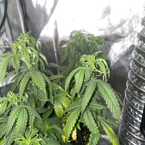 BB Rd 2 X3 growlog timeline photo