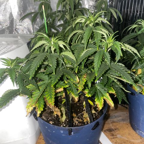BB Rd 2 X3 growlog timeline photo