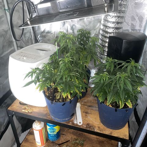 BB Rd 2 X3 growlog timeline photo