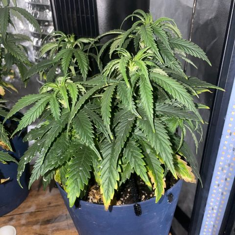 BB Rd 2 X3 growlog timeline photo