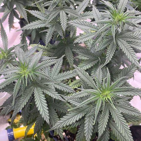 BB Rd 2 X3 growlog timeline photo