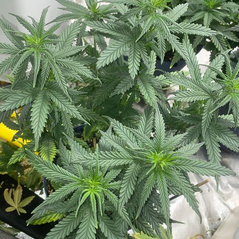 BB Rd 2 X3 growlog timeline photo