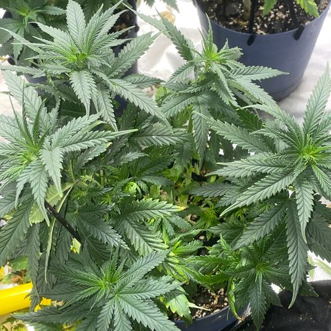 BB Rd 2 X3 growlog timeline photo